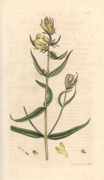 Vanligt kovete, Melampyrum pratense (Melampyre des pres, Wood hirs, Cochelet, Yellow savory) Handfärgad kopparstick efter en illustration av James Sowerby från James Smith
