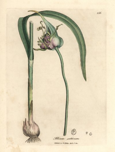 Vanlig odlad vitlök, Allium sativum av James Sowerby