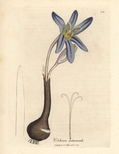 Vanligt ängssaffran, Colchicum autumnale av James Sowerby