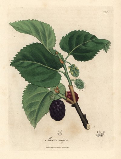 Vanligt mullbärsträd, Morus nigra av James Sowerby