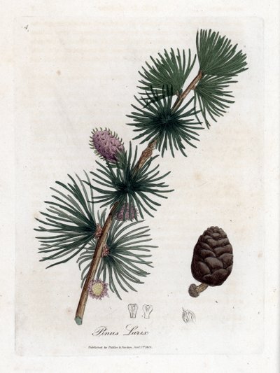 Vanlig eller europeisk meleze - europeiskt lärkträd, Larix decidua. Handfärgad kopparstick från en botanisk illustration av James Sowerby från William Woodville och Sir William Jackson Hookers "" Medical Botany,"" John Bohn, London av James Sowerby
