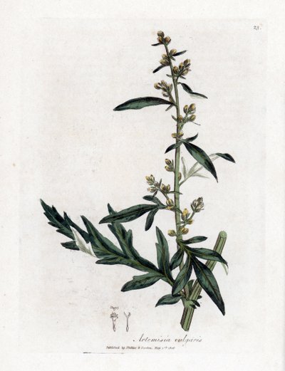 Vanlig eller vulgär sagebrush - Båtört, Artemisia vulgaris. Handfärgad kopparstick från en botanisk illustration av James Sowerby från William Woodville och Sir William Jackson Hookers "" Medical Botany,"" John Bohn, London av James Sowerby