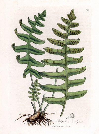 Vanlig polypoda eller trälakrits (ormbunke) - Vanlig polypodi, Polypodium vulgare. Handfärgad kopparstick från en botanisk illustration av James Sowerby från William Woodville och Sir William Jackson Hookers "" Medical Botany", John Bohn, London av James Sowerby