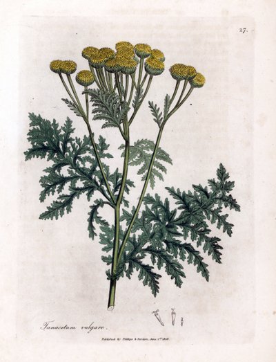 Vanlig renfana eller stänk - Tansy, Tanacetum vulgare. Handfärgad kopparstick från en botanisk illustration av James Sowerby från William Woodville och Sir William Jackson Hookers "" Medical Botany", John Bohn, London av James Sowerby
