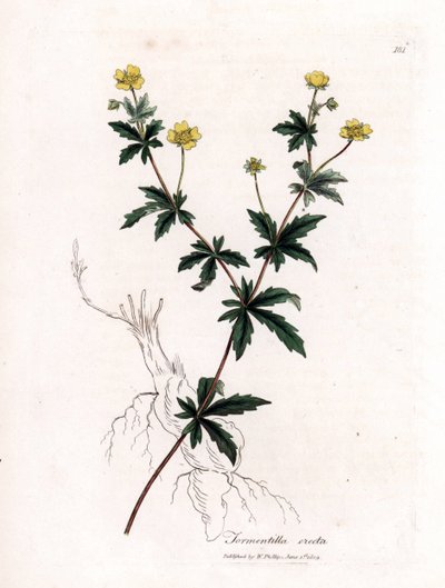 Vanlig tormentil, Potentilla erecta. Handfärgad kopparstick från en botanisk illustration av James Sowerby från William Woodville och Sir William Jackson Hookers "" Medical Botany", John Bohn, London av James Sowerby