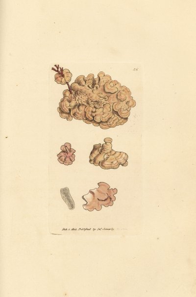 Coralline art, Corallina auriculariaeformis. (Cactus coralline, Halimedia opuntia?) Handkolorerad kopparstick av James Sowerby från The British Miscellany, eller färgade figurer av nya, sällsynta eller föga kända djurämnen. av James Sowerby