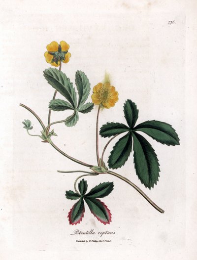 Krypande cinquefoil eller quintefeuille - Vanlig cinquefoil, Potentilla reptans. Handfärgad kopparstick från en botanisk illustration av James Sowerby från William Woodville och Sir William Jackson Hookers "" Medical Botany", John Bohn, London av James Sowerby