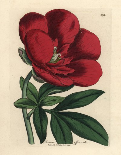 Crimson pion, Paeonia officinalis av James Sowerby