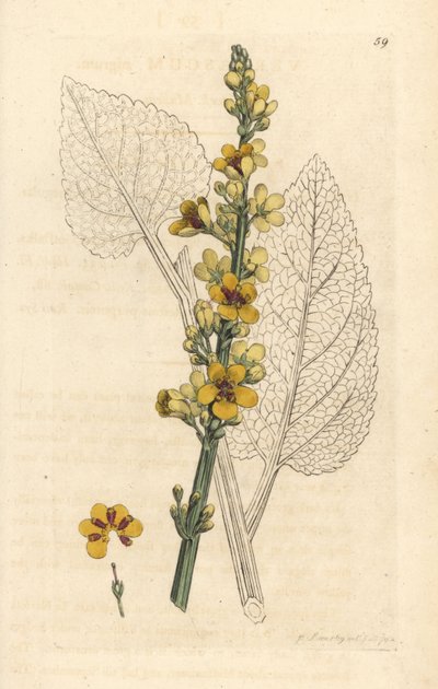 Mörk mullein, Verbasum nigrum (svart molene) Handfärgad kopparstick efter en illustration av James Sowerby från James Smith