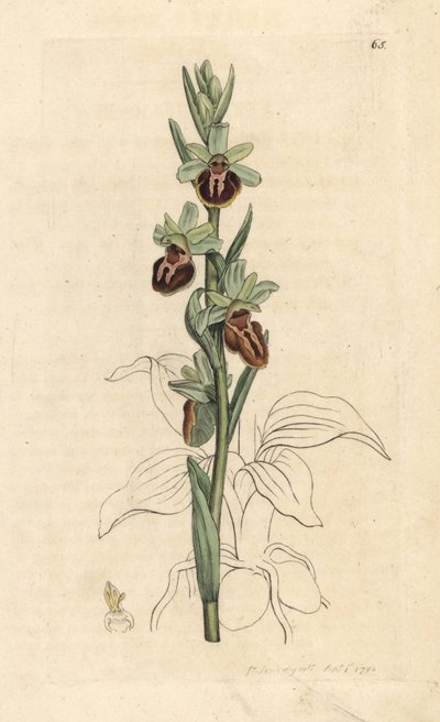 Tidig spindelorkidé, Ophrys sphegodes (Spider orchis, Ophrys aranifera). Handkolorerad kopparstick efter en illustration av James Sowerby från James Smith