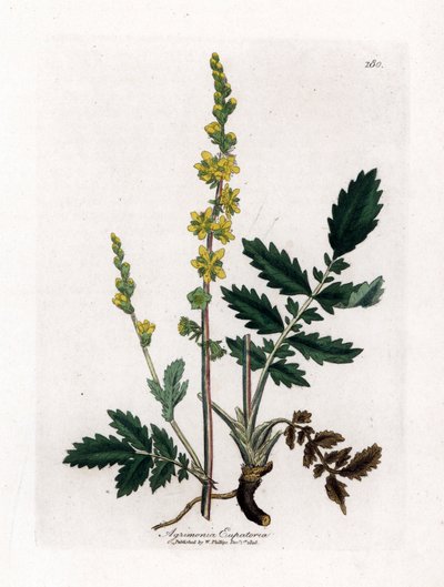 Eupatory sour - Agrimony, Agrimonia eupatoria. Handfärgad kopparstick från en botanisk illustration av James Sowerby från William Woodville och Sir William Jackson Hookers "" Medical Botany", John Bohn, London av James Sowerby