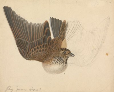 Eurasisk skylära av James Sowerby