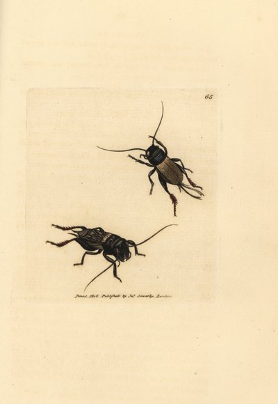 Fältsyrsa, Gryllus campestris (Accheta campestris). Handkolorerad kopparstick av James Sowerby från The British Miscellany, eller färgade figurer av nya, sällsynta eller föga kända djurämnen. av James Sowerby