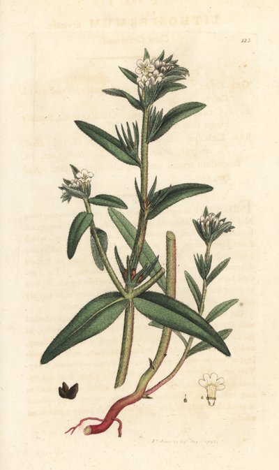 Field gromwell, Buglossoides arvensis (Lithospermum arvense) (Gremil des champs) Handkolorerad kopparstick efter en illustration av James Sowerby från James Smith