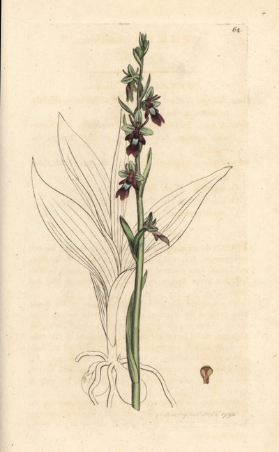 Flugorkidé, Ophrys insectifera (Fly orchis, Ophrys muscifera). Handkolorerad kopparstick efter en illustration av James Sowerby från James Smith