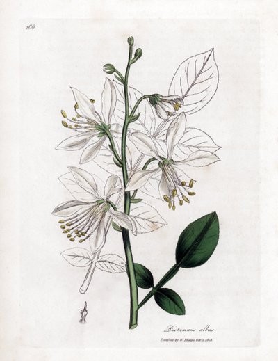 Fraxinelle - Vit fraxinella eller basardditany, Dictamnus albus. Handfärgad kopparstick från en botanisk illustration av James Sowerby från William Woodville och Sir William Jackson Hookers "" Medical Botany", John Bohn, London av James Sowerby
