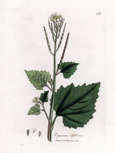 Vitlökssenap, Alliaria petiolata. Handfärgad kopparstick från en botanisk illustration av James Sowerby från William Woodville och Sir William Jackson Hookers "" Medical Botany", John Bohn, London av James Sowerby