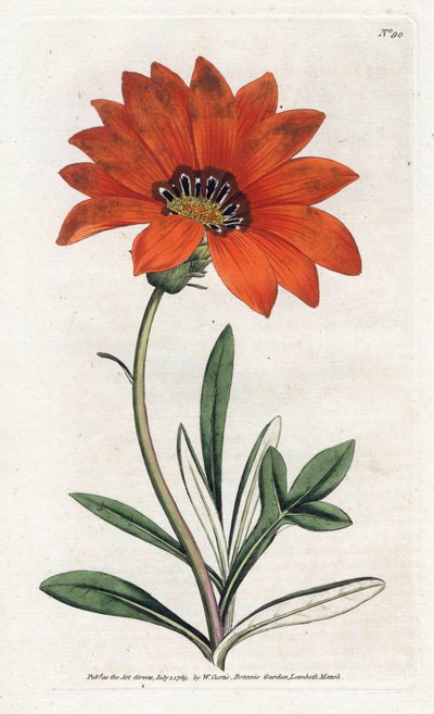 Gazania (gazania) brant - Litografi av James Sowerby (1757-1822), från William Curtis