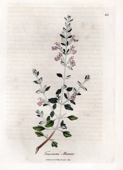 Germandree marum eller germandree av katter - Kattimjan, Teucrium marum. Handfärgad kopparstick från en botanisk illustration av James Sowerby från William Woodville och Sir William Jackson Hookers "" Medical Botany", John Bohn, London av James Sowerby