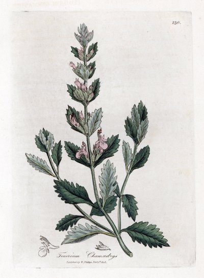 Germandree petit oak - Vanlig germander, Teucrium chamaedrys. Handfärgad kopparstick från en botanisk illustration av James Sowerby från William Woodville och Sir William Jackson Hookers "" Medical Botany", John Bohn, London av James Sowerby