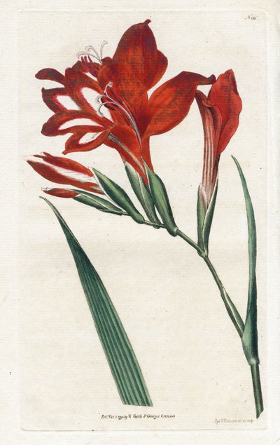 Glaieul cardinal - Litografi av James Sowerby (1757-1822), från Botanical Magazine av William Curtis (1746-1799) av James Sowerby