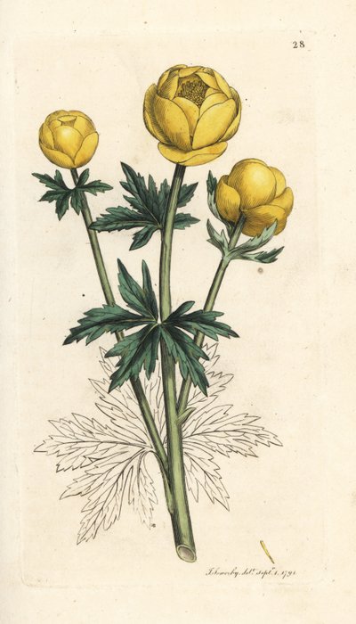 Globblomma, Trollius europaeus. Handkolorerad kopparstick efter en illustration av James Sowerby från James Smith