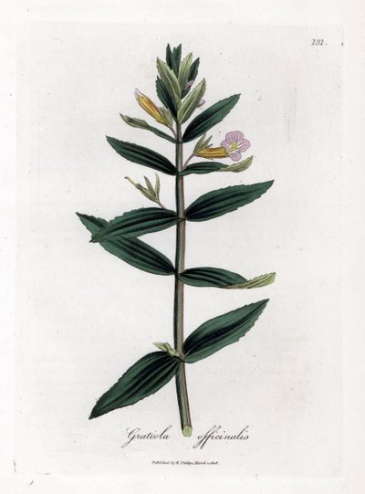 Gratiole officinale - Häck-hyssop, Gratiola officinalis. Handfärgad kopparstick från en botanisk illustration av James Sowerby från William Woodville och Sir William Jackson Hookers "" Medical Botany", John Bohn, London av James Sowerby