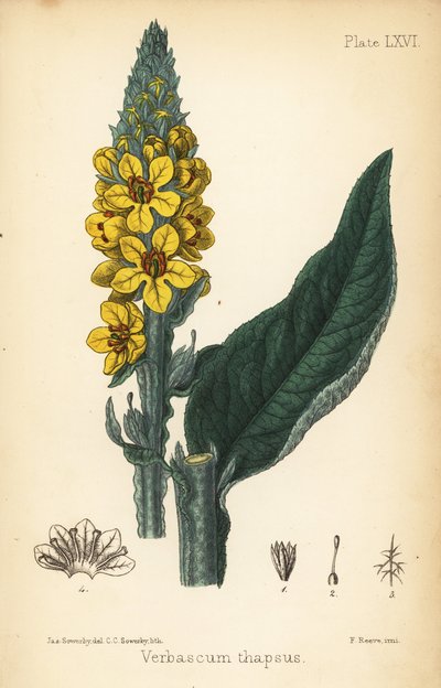 Stor mullein, Verbasum thapsus. Handfärgad litografi av Charlotte Caroline Sowerby efter en illustration av James Sowerby från Edward Hamiltons Flora Homeopathica, Bailliere, London av James Sowerby
