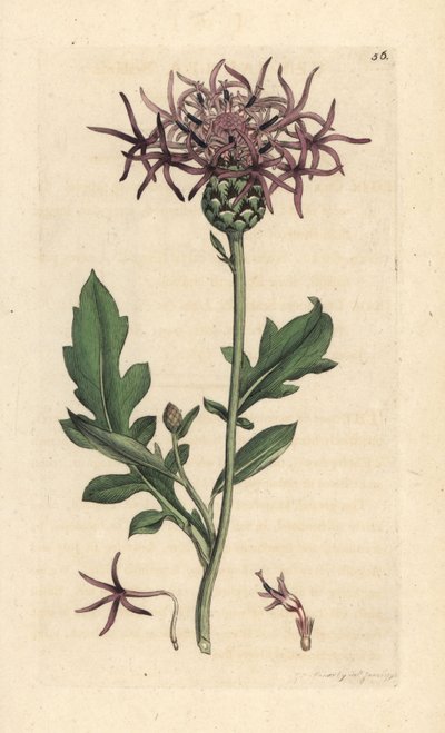 Större rygggräs, Centaurea scabiosa (Centauree scabieuse) Handkolorerad kopparstick efter en illustration av James Sowerby från James Smith