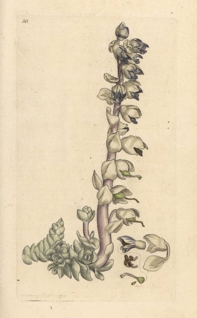 Tandört, Lathraea squamaria (Grande cardamine) Handfärgad kopparstick efter en illustration av James Sowerby från James Smith