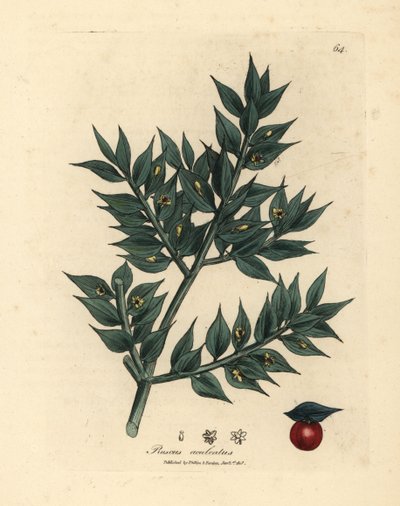Grönblommig slaktkvast, Ruscus aculeatus av James Sowerby