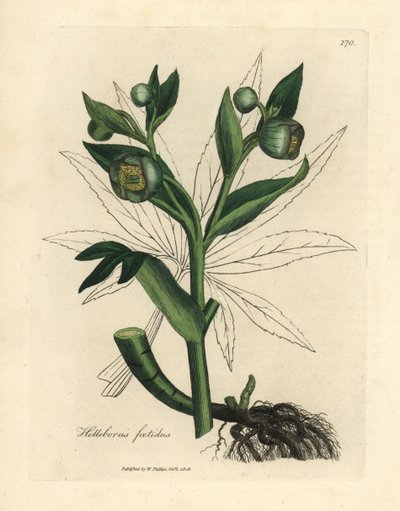 Grönblommig stinkande gös eller björnfot, Helleborus foetidus av James Sowerby