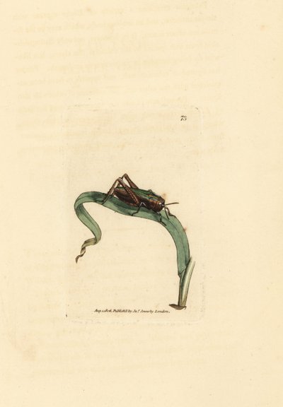 Grön gräshoppa, Omocestus viridulus (Gryllus viridulus). Handkolorerad kopparstick av James Sowerby från The British Miscellany, eller färgade figurer av nya, sällsynta eller föga kända djurämnen. av James Sowerby