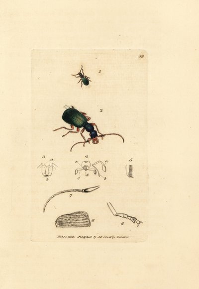 Malbagge, Drypta dentata (Guldmunnande carabus, Carabus chrysostomos). Handkolorerad kopparstick av James Sowerby från The British Miscellany, eller färgade figurer av nya, sällsynta eller föga kända djurämnen. av James Sowerby