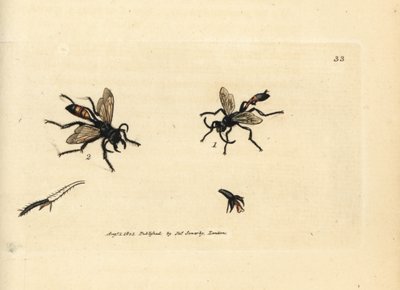 Hårig sandgeting, Podalonia hirsuta (Ammophila hirsuta). Handfärgad kopparstick av James Sowerby från The British Miscellany, eller färgade figurer av nya, sällsynta eller föga kända djurämnen. av James Sowerby