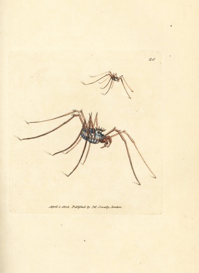 Harvestman spindel, Megabunus diadema. Handkolorerad kopparstick av James Sowerby från The British Miscellany, eller färgade figurer av nya, sällsynta eller föga kända djurämnen. av James Sowerby