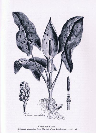 Herb Paris, Nature in Britain publicerad av Collins, 1946 av James Sowerby