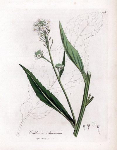 Pepparrot eller cranson - Pepparrot, Armoracia rusticana. Handfärgad kopparstick från en botanisk illustration av James Sowerby från William Woodville och Sir William Jackson Hookers "" Medical Botany", John Bohn, London av James Sowerby