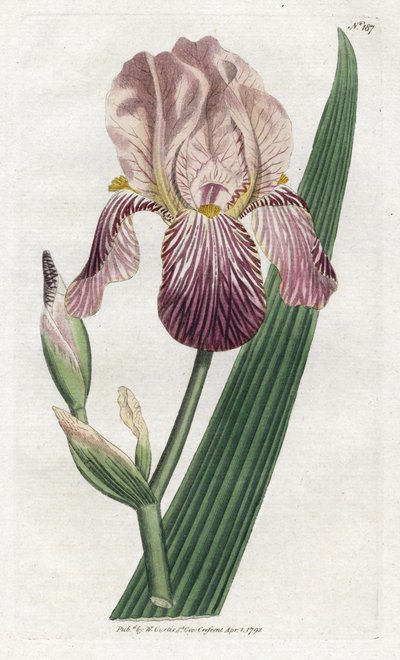 Iris en lukt av fläder - Litografi av James Sowerby (1757-1822), tallrik från William Curtis