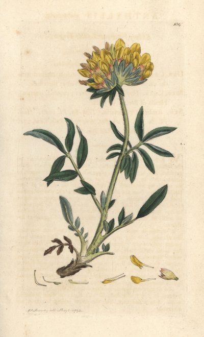 Njurvicker eller damfinger, Anthyllis vulneraria (Anthyllide vulneraire) Handfärgad kopparstick efter en illustration av James Sowerby från James Smith
