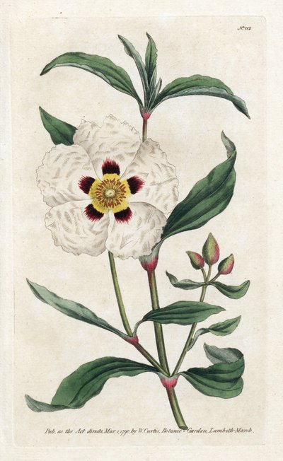 Ladanifere eller Ledon Cistus - Litografi av James Sowerby (1757-1822), från Botanical Magazine av William Curtis (1746-1799) av James Sowerby