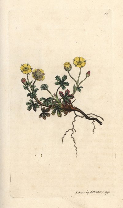 Storblommig potentilla, Potentilla grandiflora (Spring cinquefoil, Potentilla verna) (cinquefoil) Handfärgad kopparstick efter en illustration av James Sowerby från James Smith