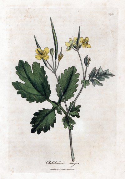 Stor chelidoin eller stor ljus - Svalört, Chelidonium majus. Handfärgad kopparstick från en botanisk illustration av James Sowerby från William Woodville och Sir William Jackson Hookers "" Medical Botany", John Bohn, London av James Sowerby