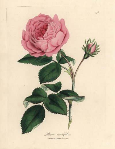 Stor rosa hundrabladig ros, Rosa centifolia av James Sowerby