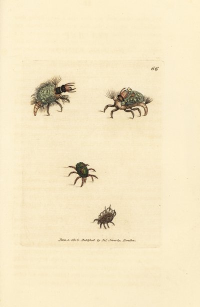 Larven av Hemerobius (spetsvinge) klädd i lav, med kvalster, Acarus amictus och liten korgkvalster, Acarus corbicula. Handkolorerad kopparstick av James Sowerby från The British Miscellany, eller färgade figurer av nya, sällsynta eller föga kända ani av James Sowerby