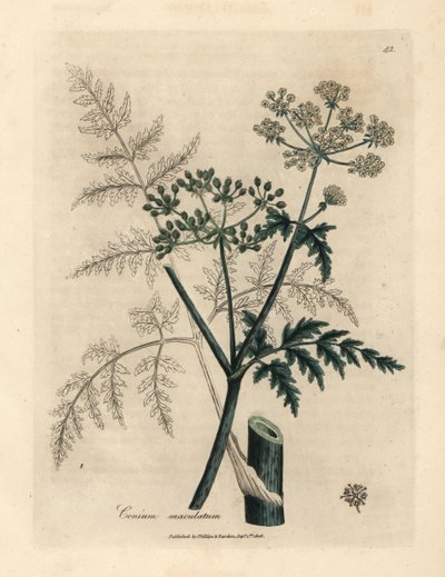 Blad och blommor av hemlock, Conium maculatum av James Sowerby