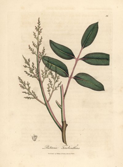 Blad och blommor av chianträdet eller Cyperns terpentinträd, Pistacia terebinthus av James Sowerby