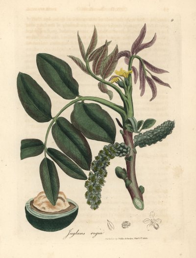 Blad, gul blomma och nöt av det vanliga valnötsträdet, Juglans regia av James Sowerby