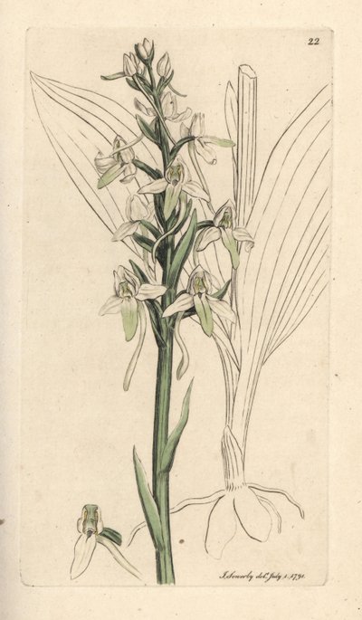 Lesser butterfly orchis, Platanthera bifolia (Orchis bifolia). Handkolorerad kopparstick efter en illustration av James Sowerby från James Smith