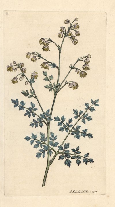 Mindre ängsgata, Thalictrum minus. Handkolorerad kopparstick efter en illustration av James Sowerby från James Smith
